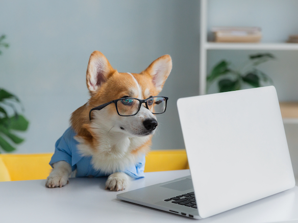 dog looking at fun facts about keyboards 2